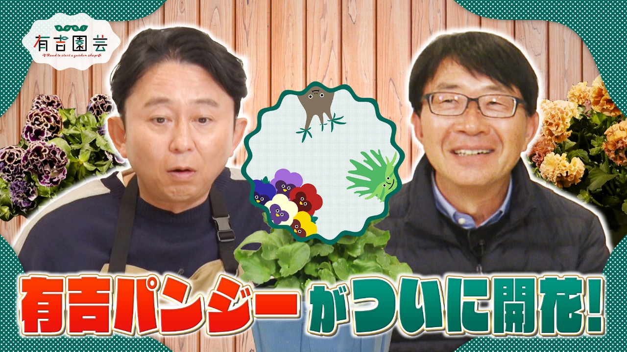 有吉パンジー開花宣言！