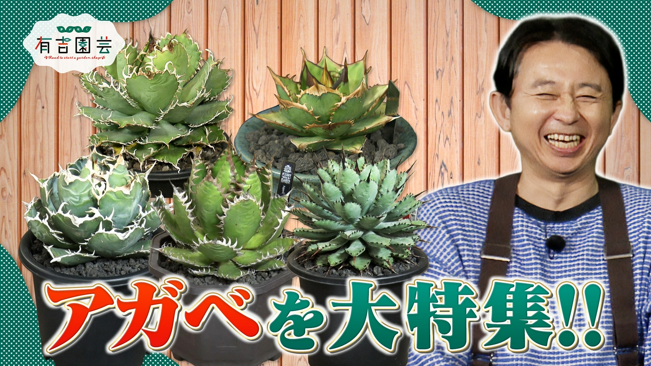 坪倉プレゼンツ！アガベの魅力を伝えたい