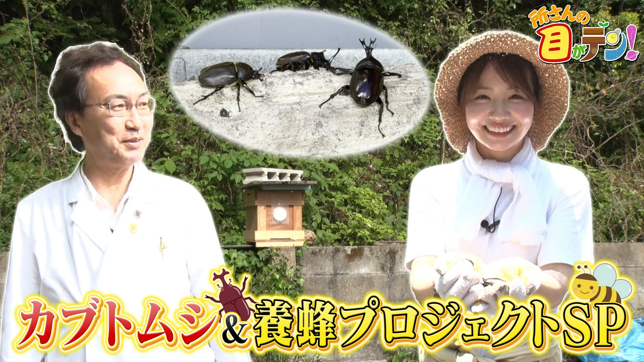 里のカブトムシ&ニホンミツバチを調査!