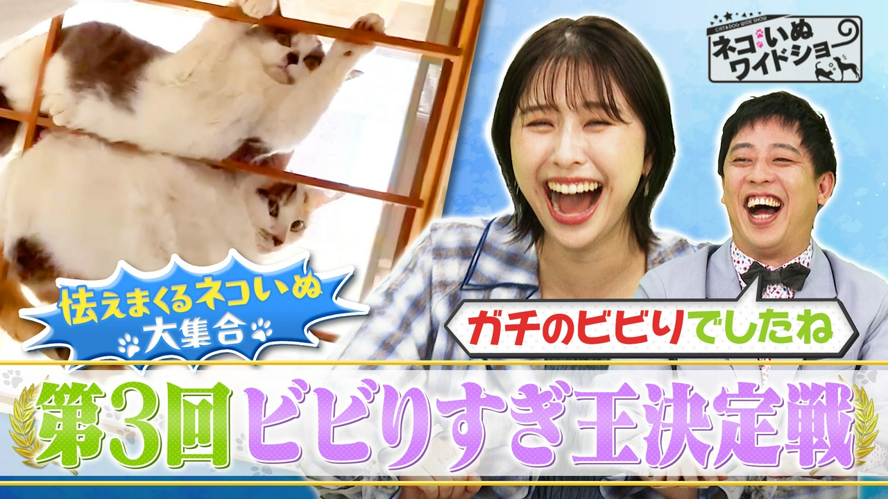 愛らしさ満点！ネコいぬ ビビリすぎ王決定戦/温泉地・別府で出会う“全国1位”ツンデレネコのおもてなし