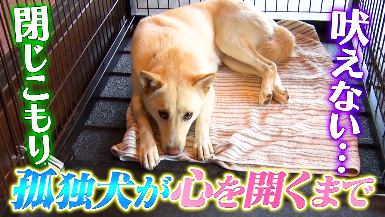 吠えない・・・孤独なワンコが心を開くまで