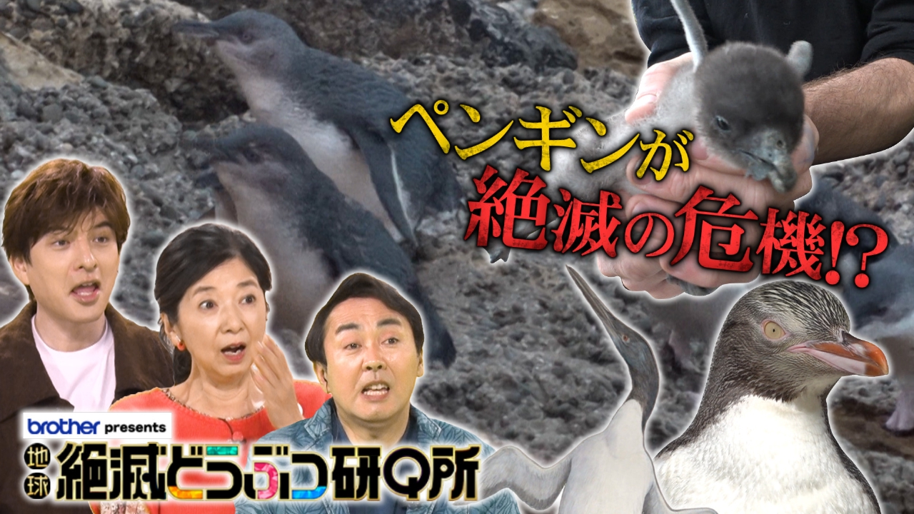 ペンギンに学ぶ！地球の未来