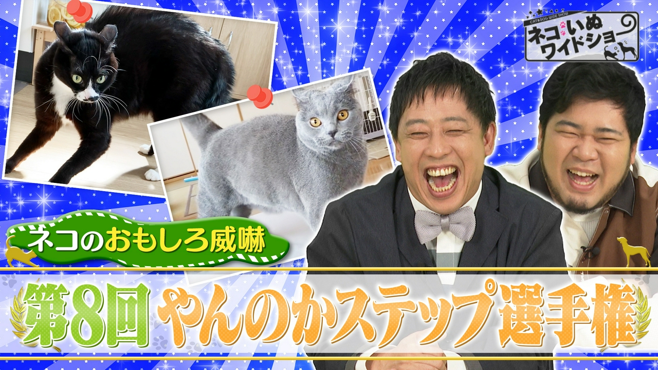 ネコのおもしろ威嚇！やんのかステップ選手権/古都・京都で出会う「金継ぎ教室」の癒やしネコ