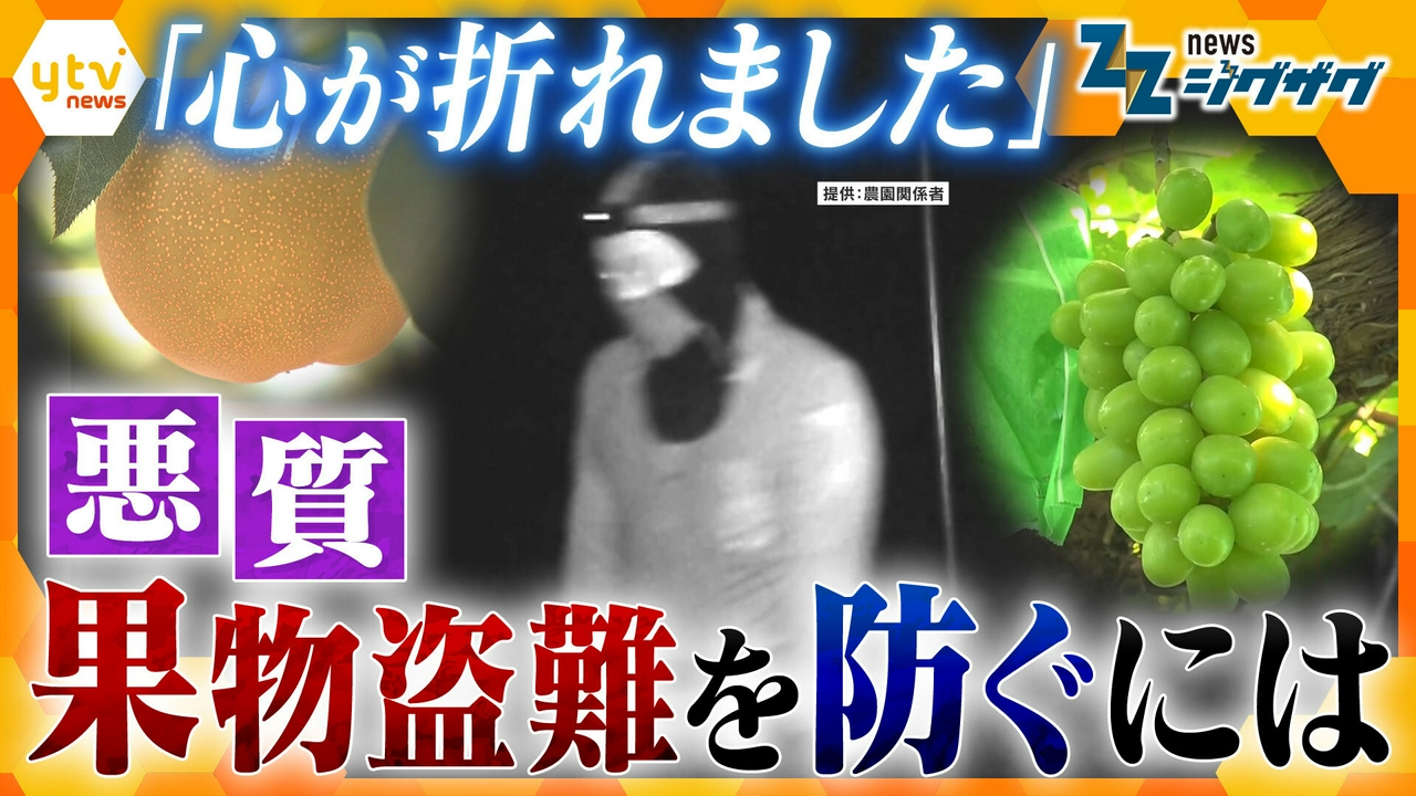 収穫直前の悪夢…なぜ盗まれるのか？ 全国で続発するフルーツ盗難を徹底解説【ニュース ジグザグ】