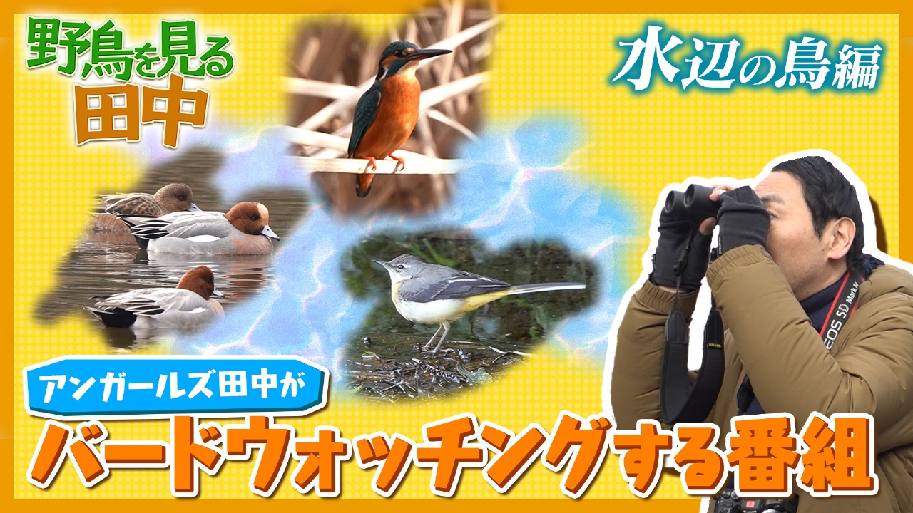 アンガールズ田中卓志がバードウォッチングする番組～水辺編～