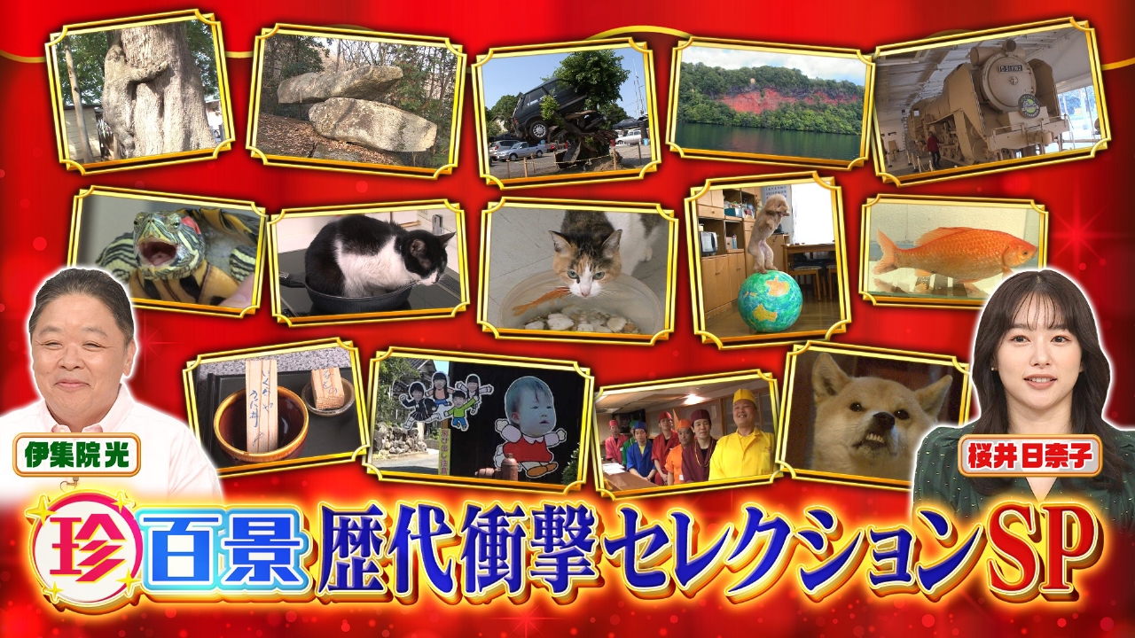 衝撃！可愛すぎるネコやイヌ！ありえないお店や看板…歴代セレクションSP