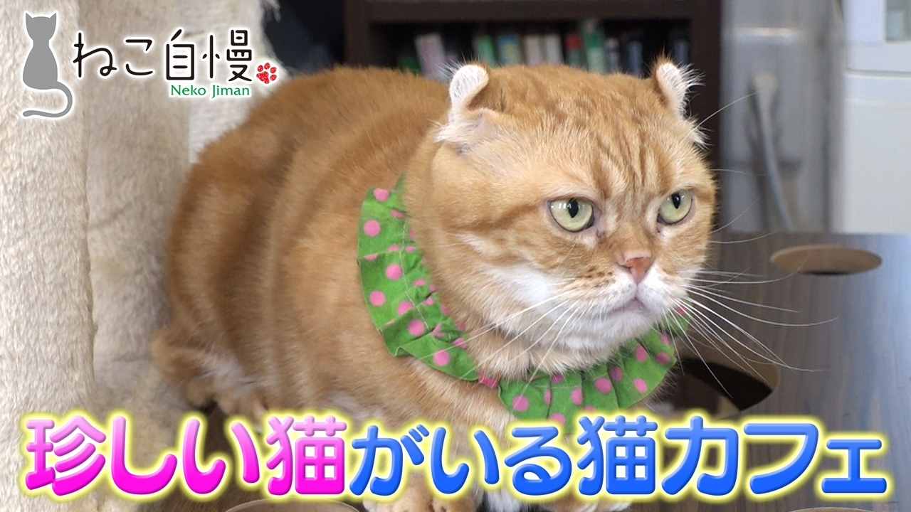 サンシャイン池崎が多彩な猫と触れ合えるカフェへ！猫が集まるお寺を調査