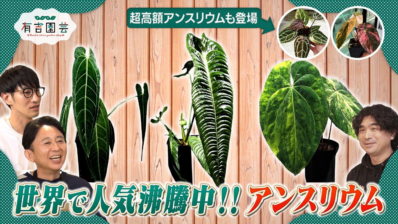 世界で人気沸騰中！目指せアンスリウムドリーム