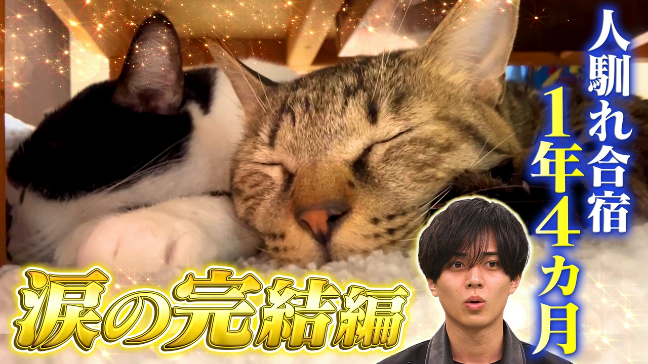 最強ビビリ猫の人馴れ合宿、涙の完結編