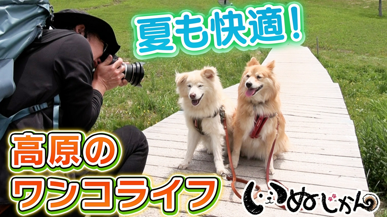 高橋ひとみが愛犬と登場！八ヶ岳でワンコファーストな生活を送る家族