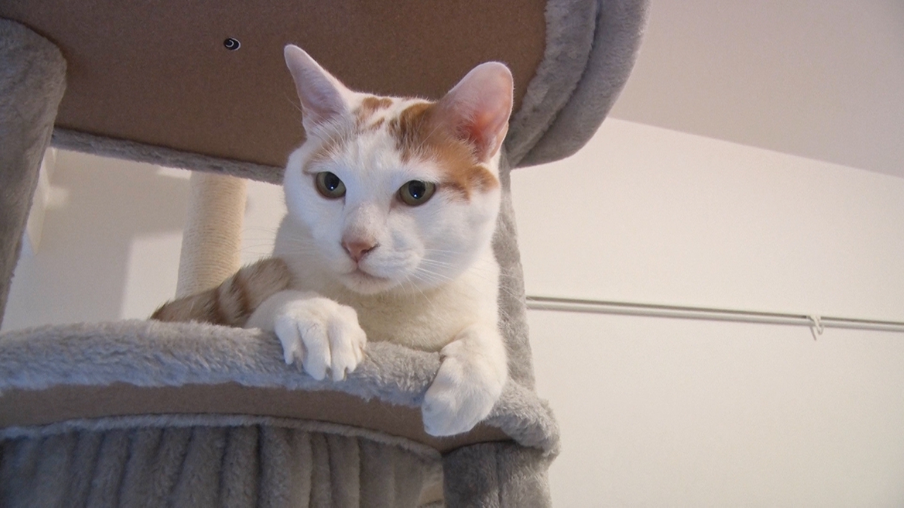 サンシャイン池崎のヒザが猫にモテモテ！？密室で猫を堪能できるカフェ！