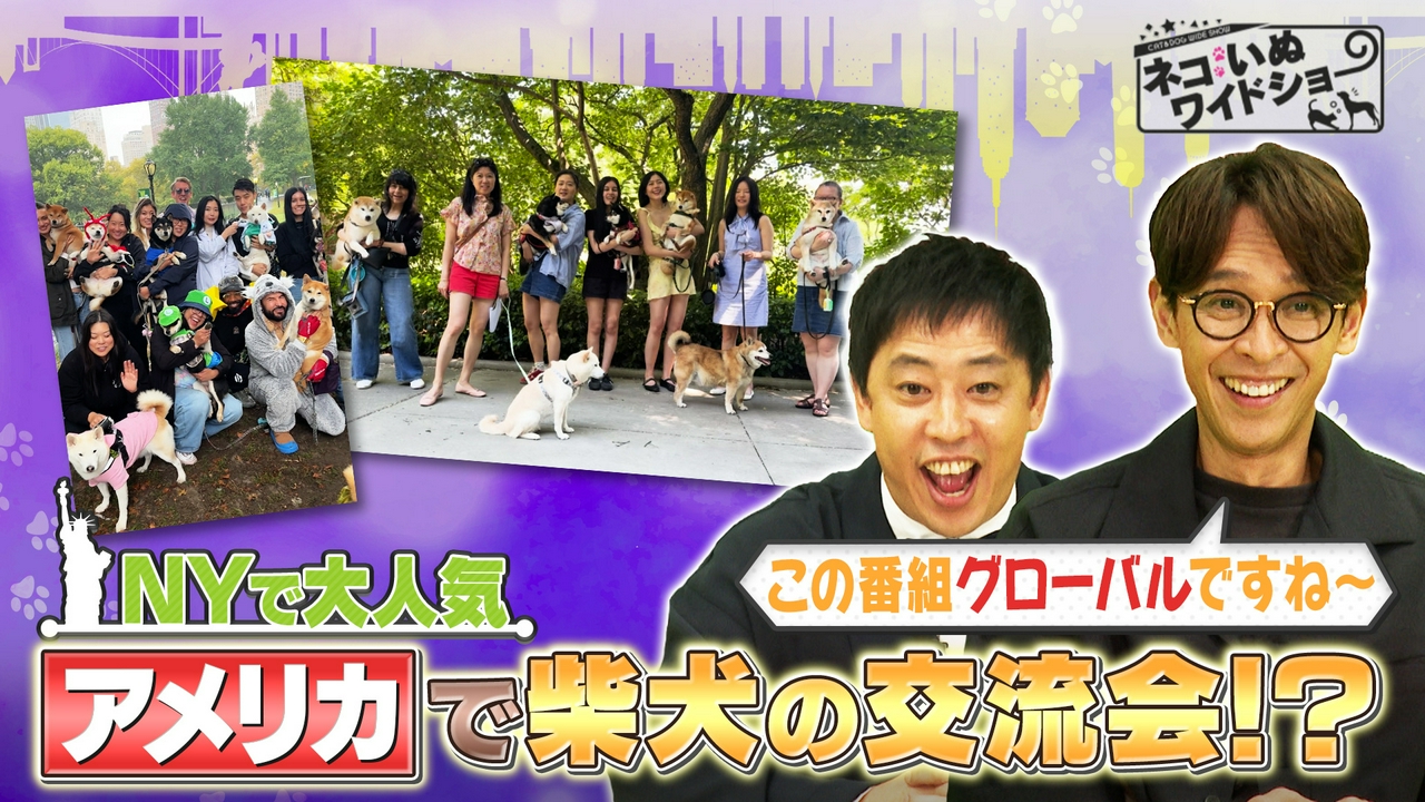 眠たすぎる動画SHOW 場所を選ばず爆睡するネコいぬ達/ネコの便利屋が挑む謎事案 京都の山奥に突如現れた長毛種ネコ集団