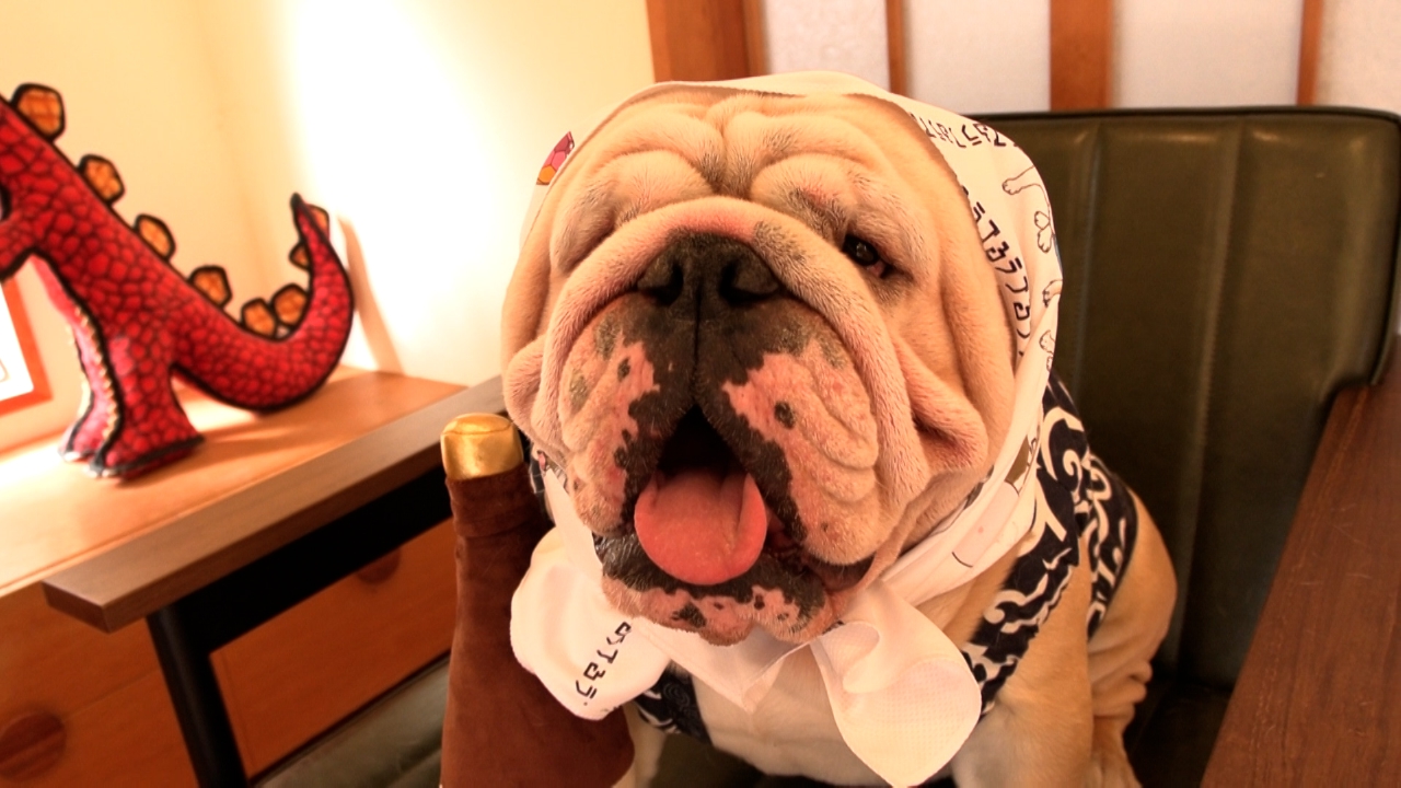 散歩の後にオススメのマッサージ！ブルドッグに囲まれる至福の生活！