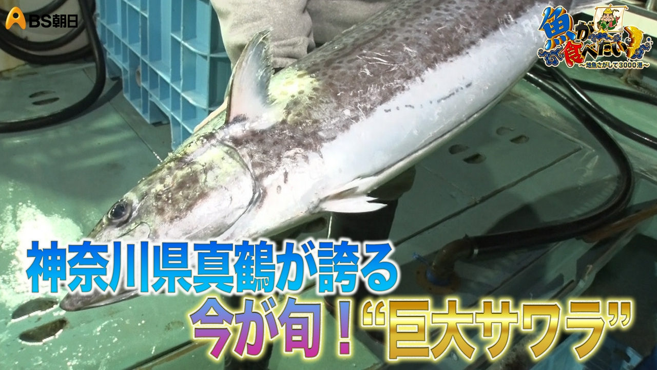 美しい真鶴の海で初登場のベテランDが漁に密着！果たして？