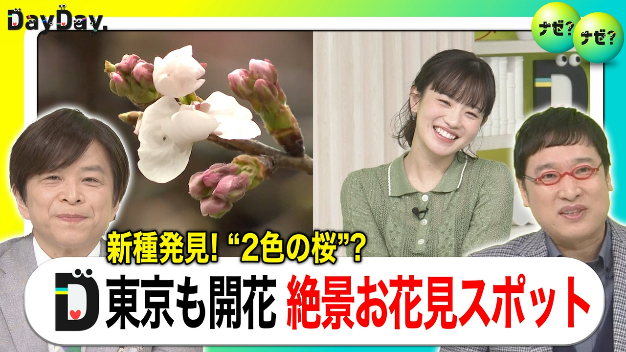 来週いよいよ満開に 今行きたい！お花見絶景スポット【ナゼ？ナゼ？】