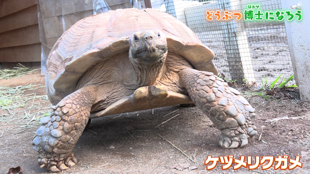 第390回 カメはかせになろう！