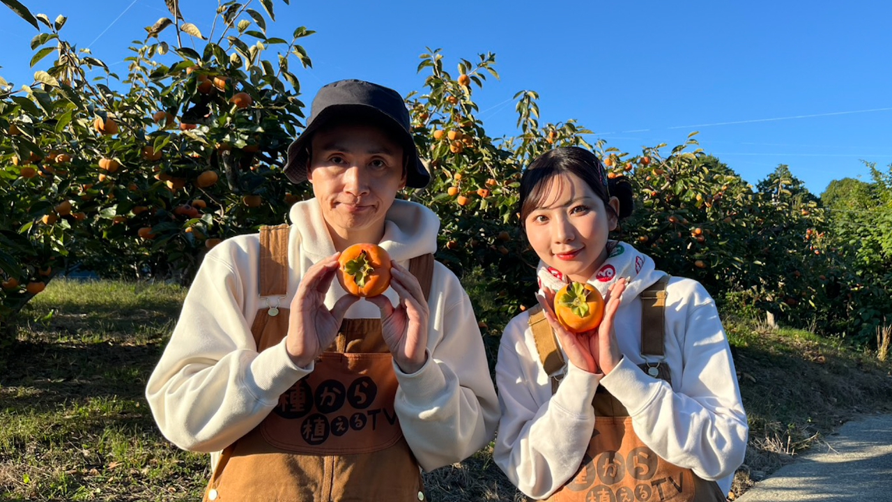 第191回 次郎柿の収穫！