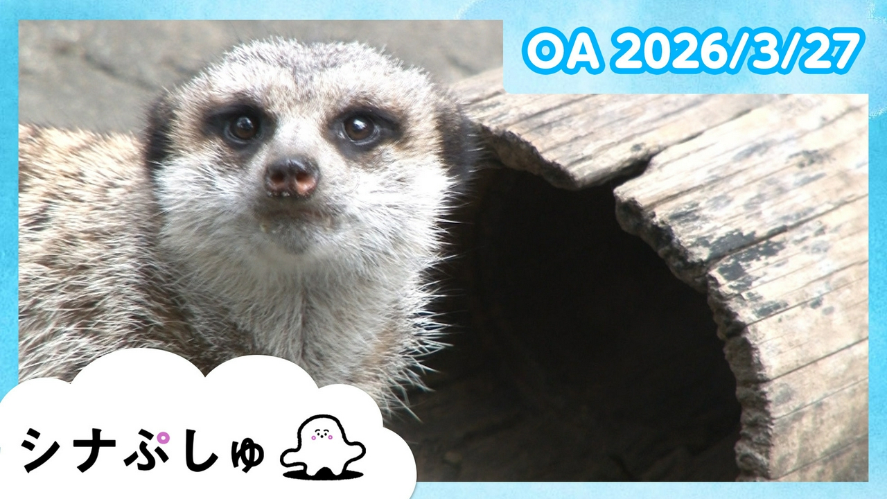 シナぷしゅ公式26/03/27