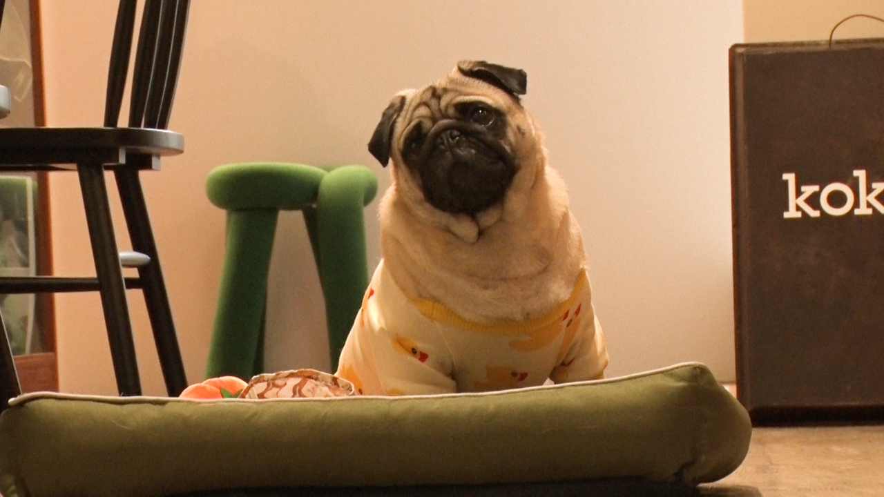 ワンコファーストな大型犬カフェの自宅を初公開！ファン続出の看板犬も