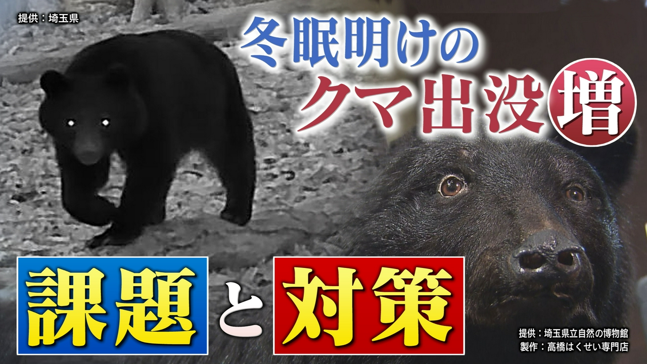 冬眠明けのクマ出没増！課題と対策