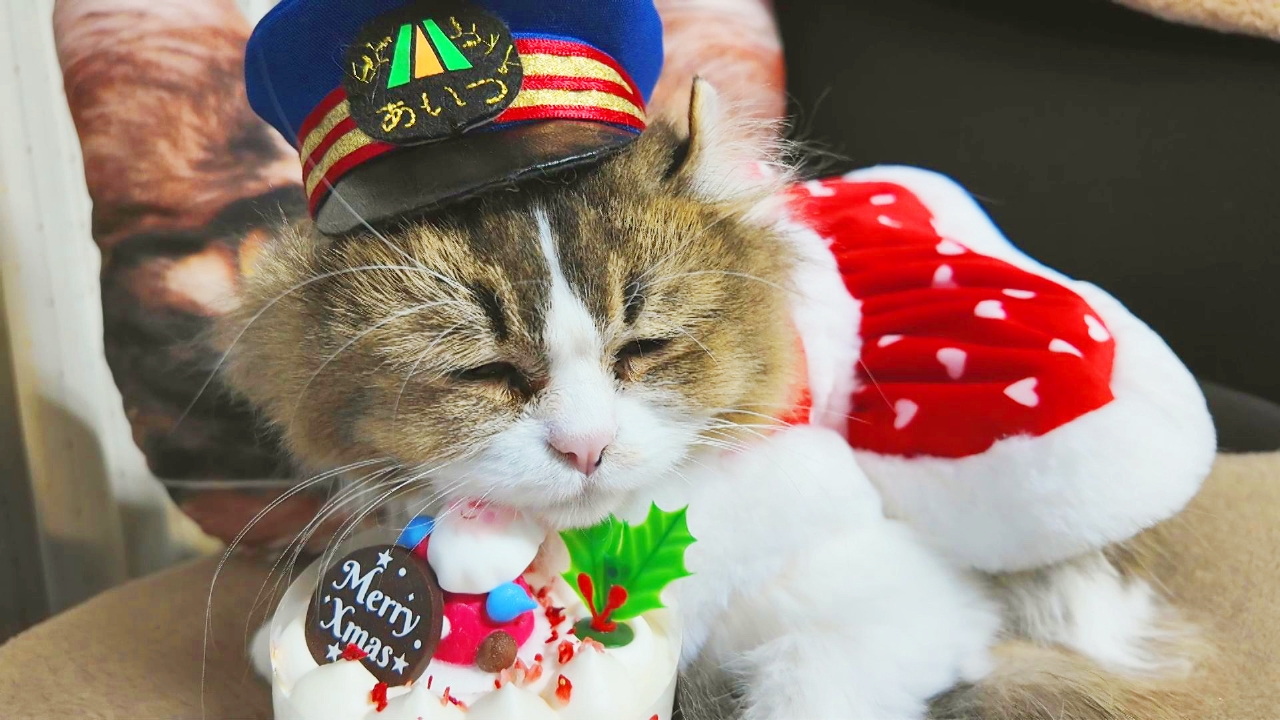 Vol.94　バースデーガールだにゃ！