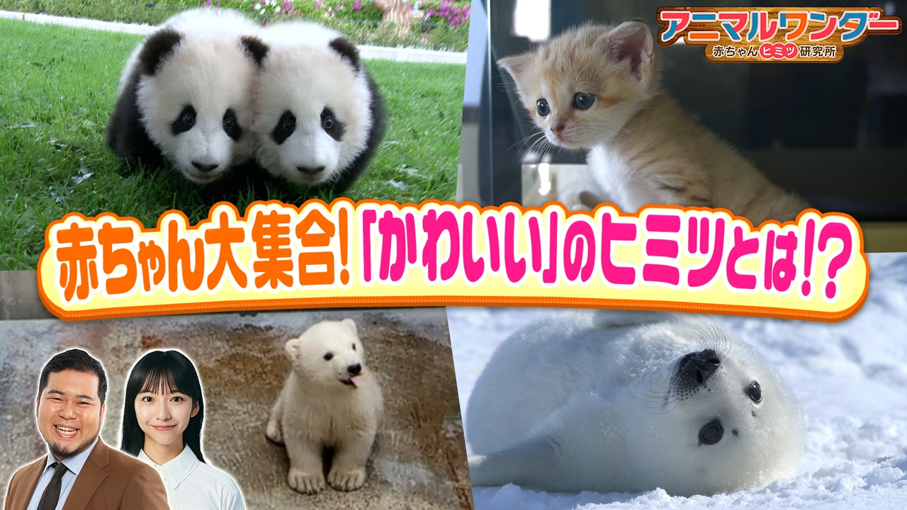 動物の赤ちゃん「かわいい」のヒミツを徹底解明ＳＰ！伝説の飼育員厳選の超貴重映像も
