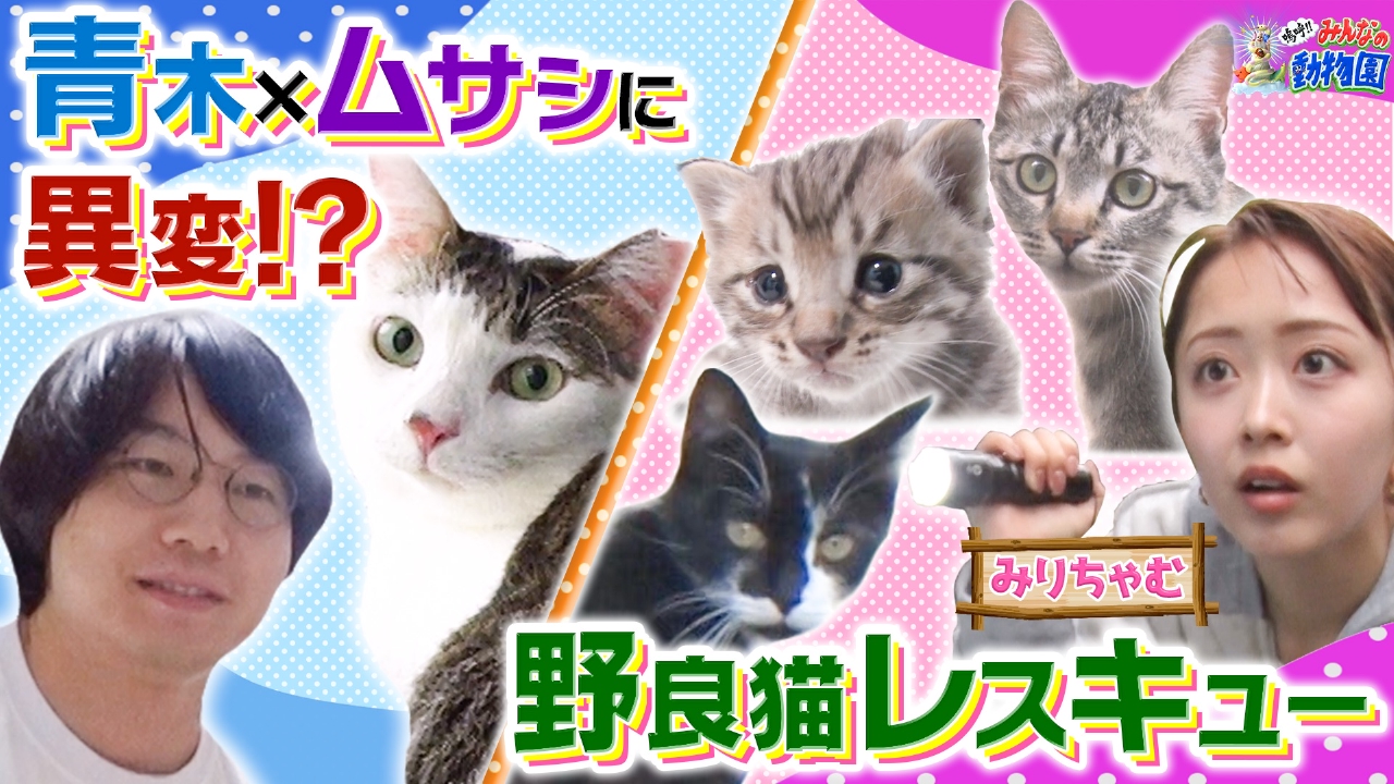 青木マッチョ×預かり猫ムサシに異変!?&新企画始動!