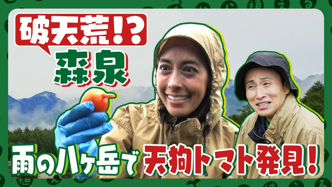 第228回 破天荒すぎる!?森泉と雨の八ヶ岳でトマト収穫&コスモス撤去