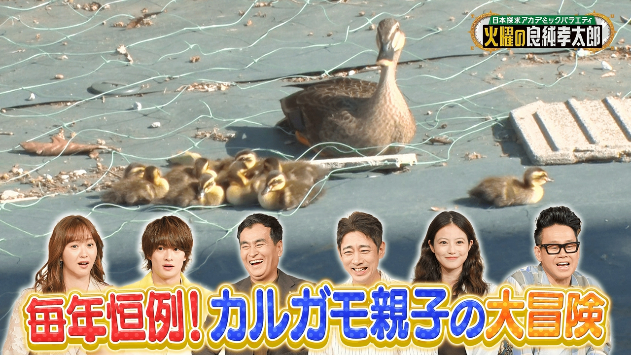 カルガモのお引越しに完全密着！今田美桜も驚きのハプニング続出!?