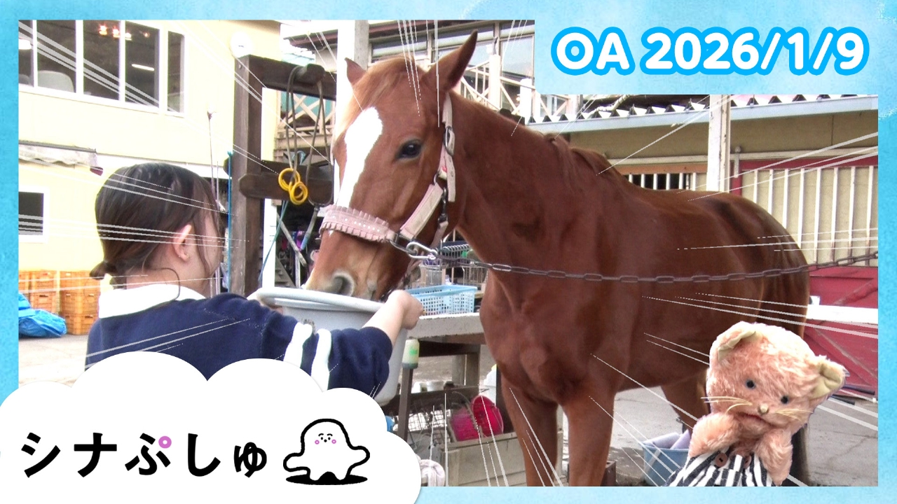 シナぷしゅ公式26/01/09