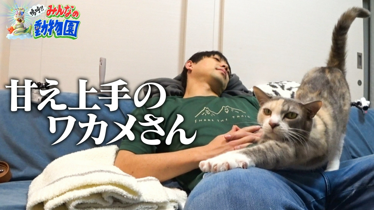 保護猫新シリーズ開始!池崎一門に超猫好き紅白歌手加入!
