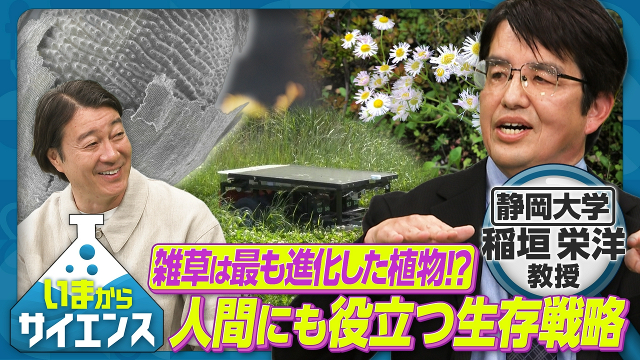 雑草は最も進化した植物！？人間にも役立つ生存戦略