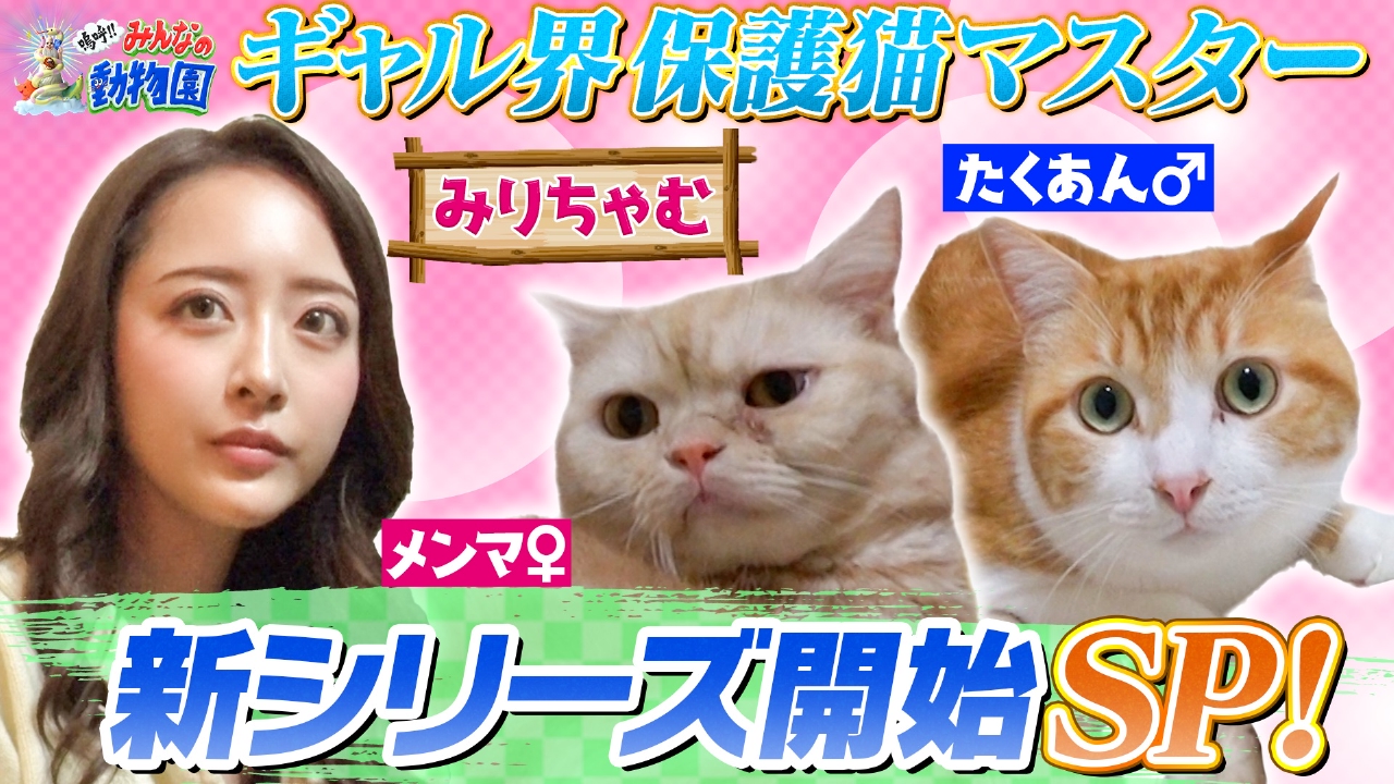 保護猫マスターみりちゃむ 預かり新シリーズスタート!