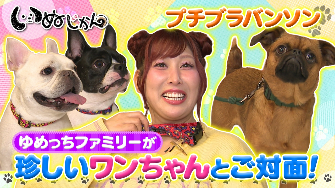 ハナコ岡部大が気になっていた酒屋の看板犬が登場！人気ワンコグッズ店訪問