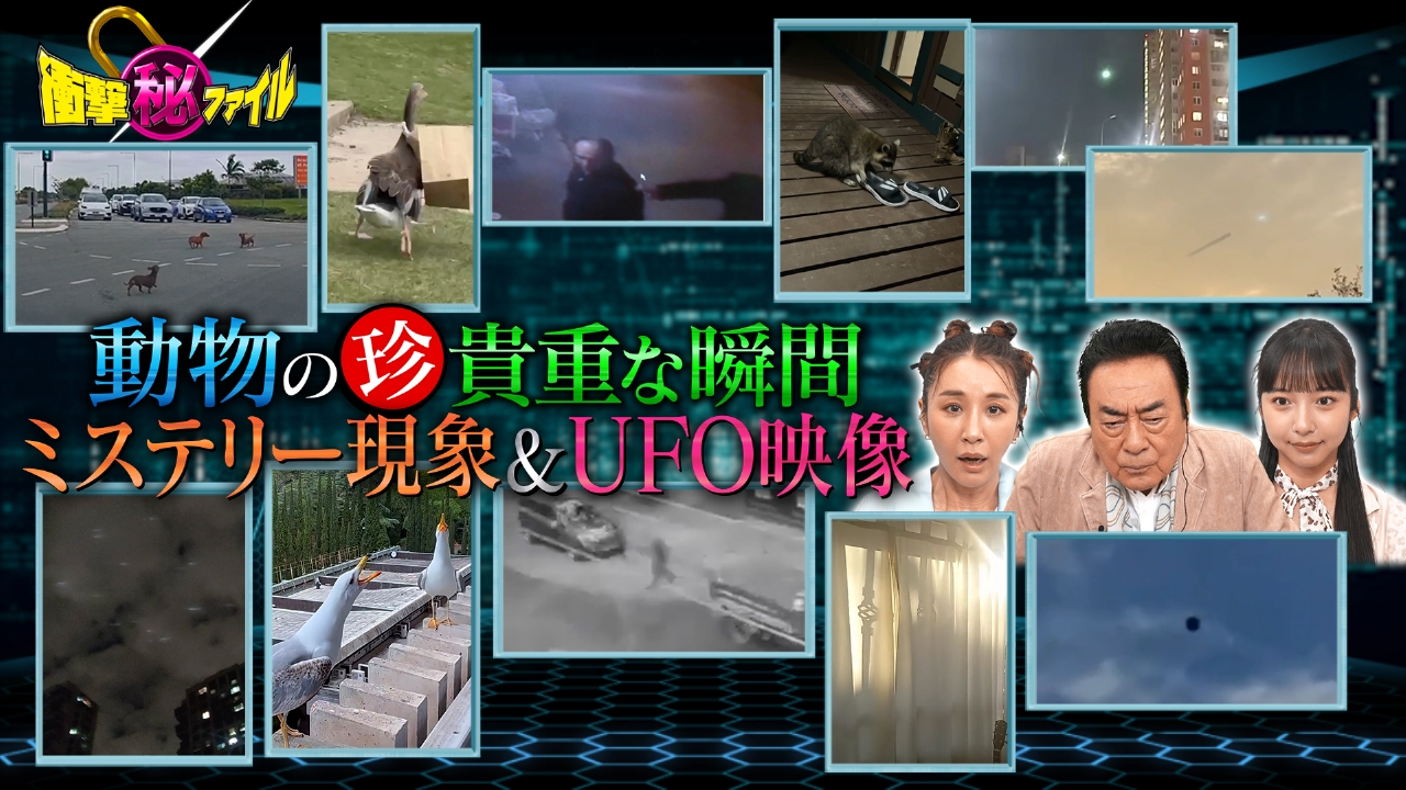 衝撃映像