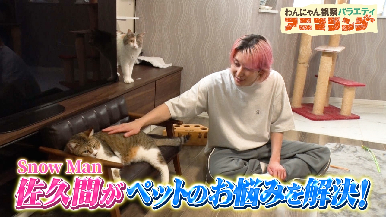 アニマリングコラボ Snow Man佐久間がワンちゃん・猫ちゃんのお悩みを解決