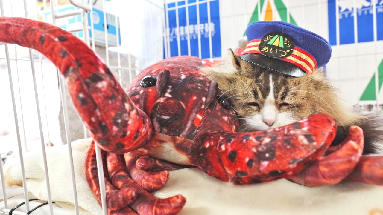 Vol.93　冬の過ごし方を教えるにゃ！