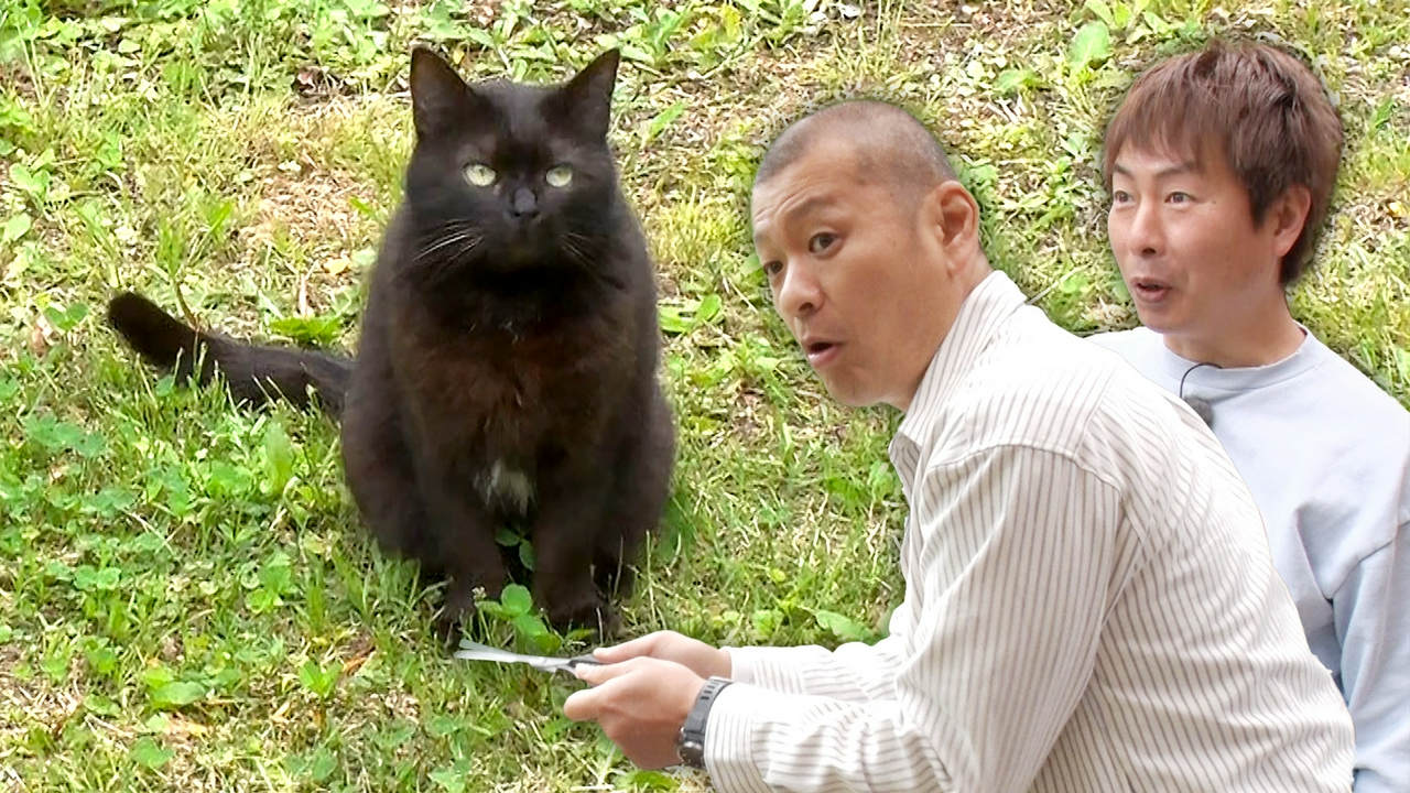 U字工事が南房総のニャンコに会いに行く！すご腕キャットシッターに密着