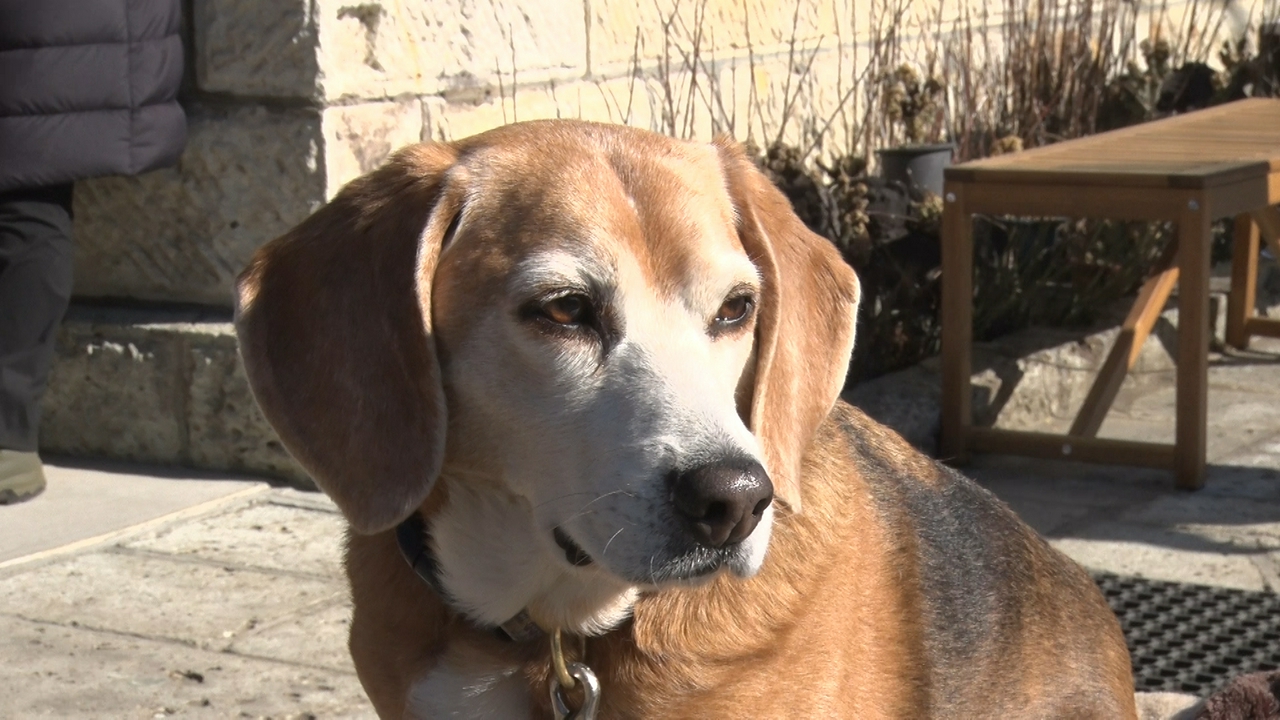 ビーグルばかり集まる謎の場所に潜入！ペットロスとの向き合い方とは。