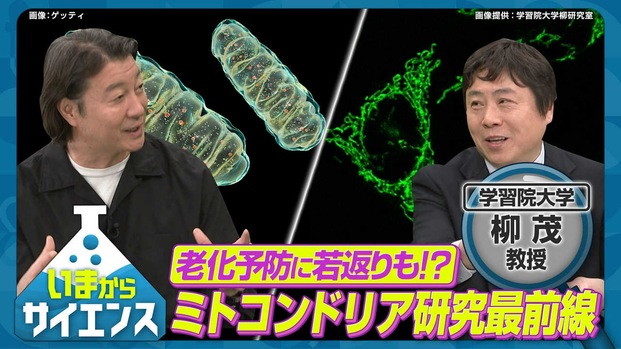 世界が注目！ミトコンドリア×老化現象最前線 柳茂（学習院大学 理学部生命科学科 教授）