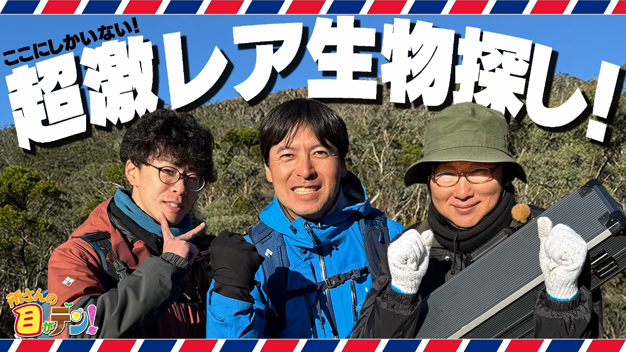 桝太一興奮・タスマニアにのみ生息の恐竜時代の姿残す激レア生物