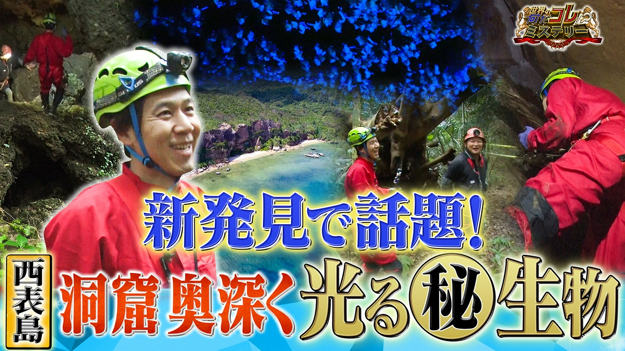 専門家も驚く！洞窟で光るある生物を新発見