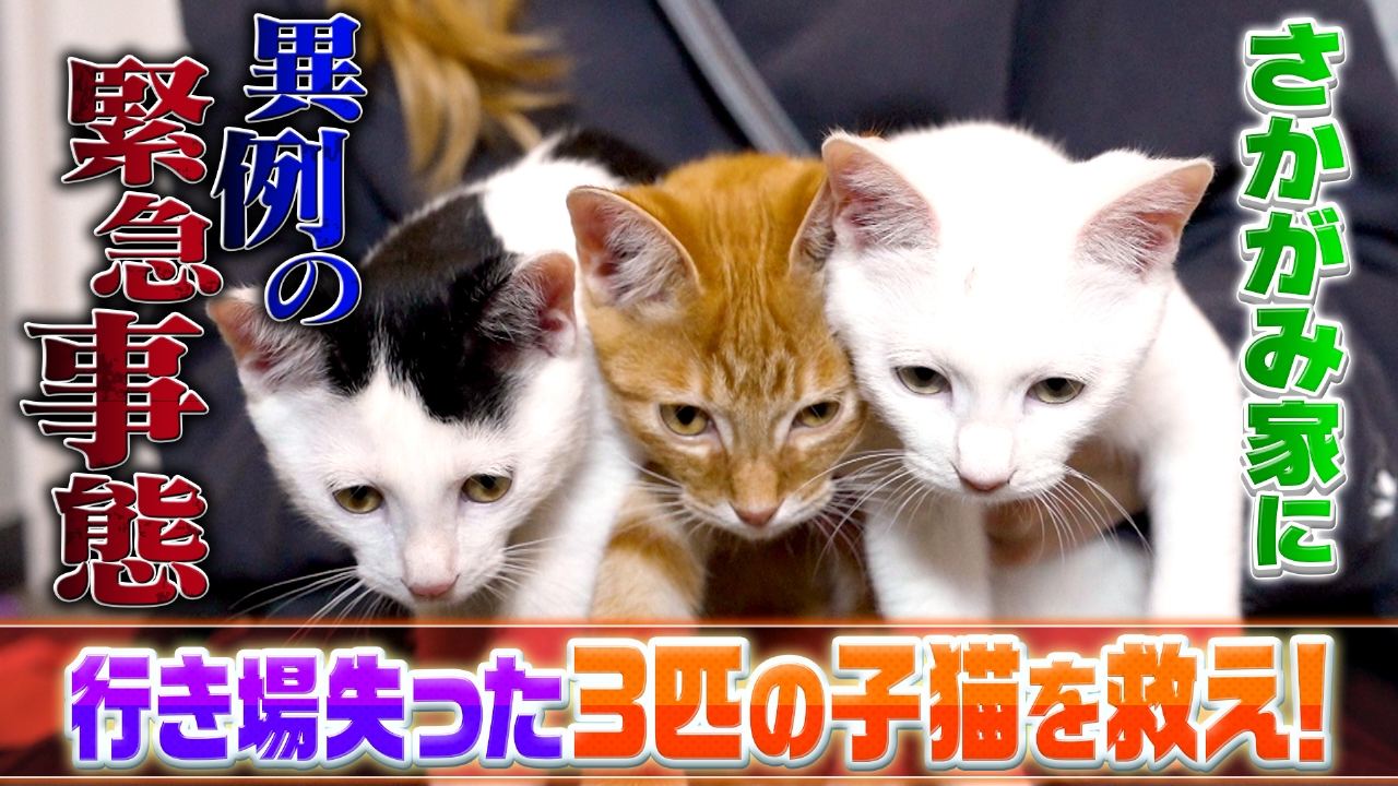 さかがみ家に3匹の保護猫がやってきた！