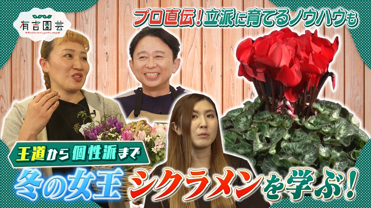 冬の女王 シクラメンの魅力に迫る