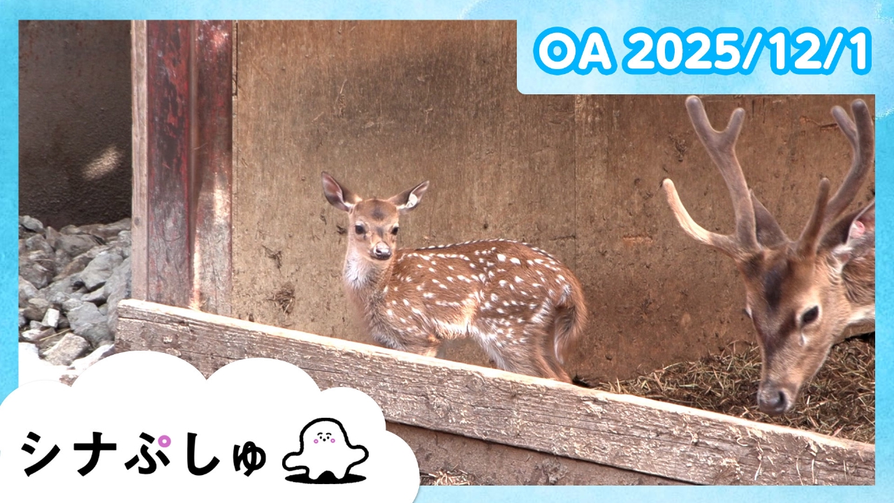 シナぷしゅ公式25/12/01
