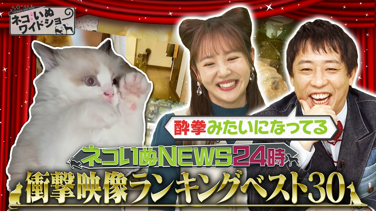 ネコいぬ 衝撃映像ランキングベスト30 大発表！