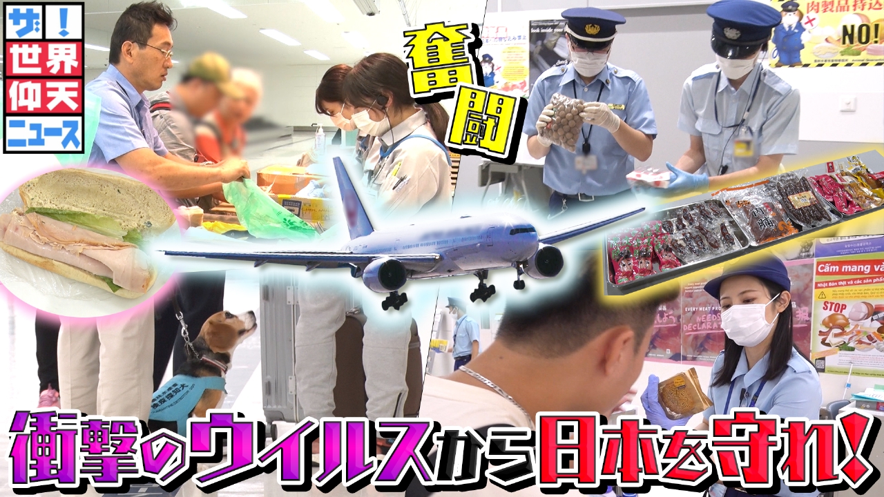 恐怖の豚熱から日本守る空港検疫！荷物返せと泣き叫ぶ中国人女性