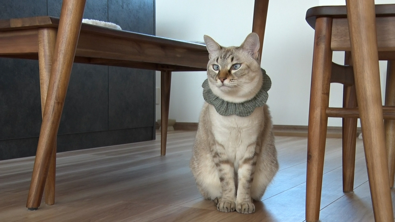 再生１０００万回のバズリ動画の猫の正体に迫る！保護猫が招き猫に豹変