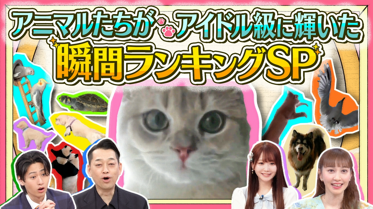 “きゅん”と衝撃の連続！アニマルランキングSP