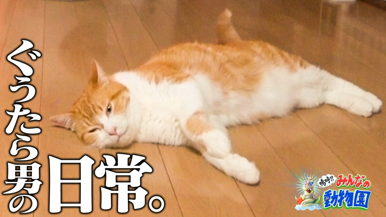 みりちゃむ流スゴい猫テク連発&相葉トリミング×有村架純